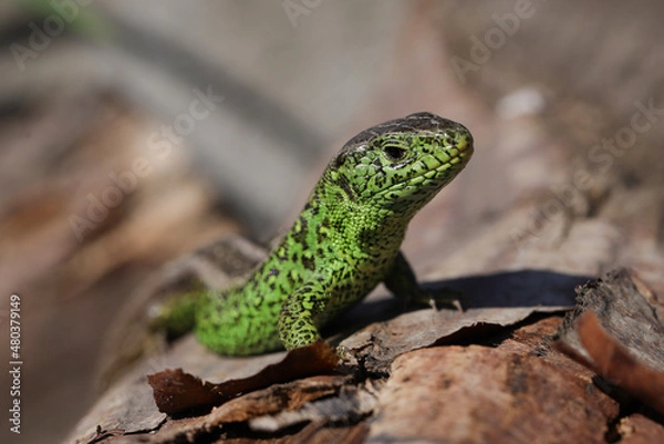 Obraz Sand lizard Lacerta agilis