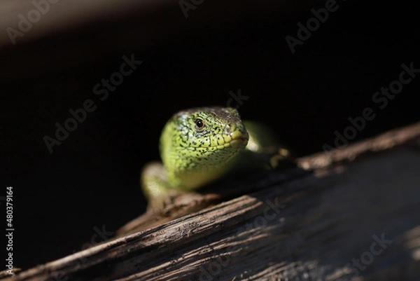 Obraz Sand lizard