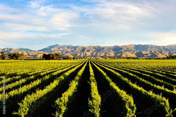 Obraz vineyard in autumn