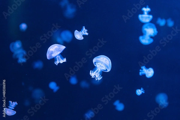 Fototapeta Rhizostoma pulmo commonly known as barrel jellyfish in an aquarium lit by blue light