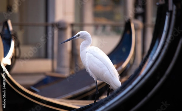 Obraz Heron in gondola in Venice