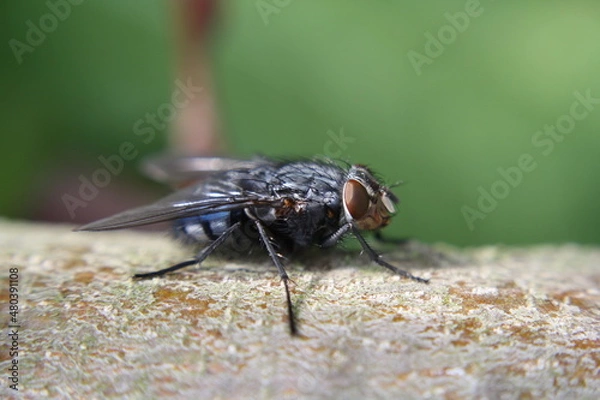 Obraz Schmeißfliege