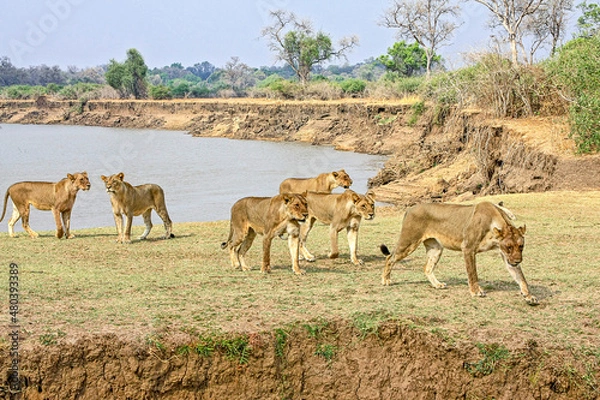 Obraz A pride of Lions on the riverbank overlooking the Luangwa River in South Luangwa National Park, Zambia.