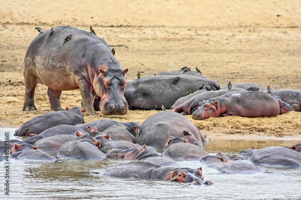 Obraz A pod of young Hippos on a sandbank in the Luangwa River at South Luangwa National Park in  Zambia.