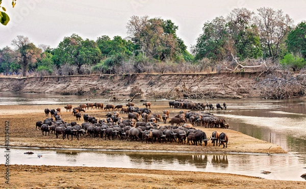 Obraz A herd of Buffalo comes down to the sandbanks of the Luangwa River to drink drink at dusk