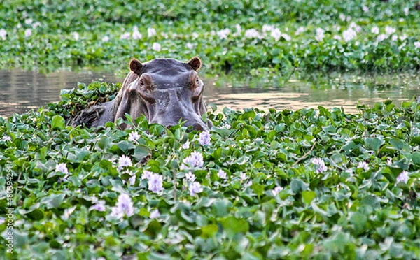 Obraz A solitary Hippo emerges from under the water hyacinths in the Zambezi River in Lower Zambezi National Park, Zambia.
