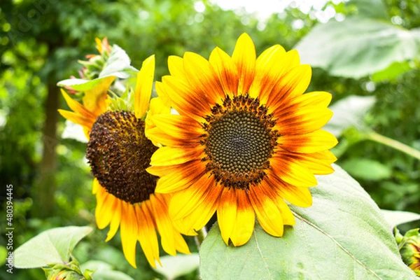 Obraz sunflower in the garden