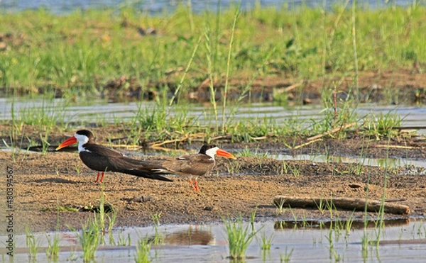 Obraz A pair of African Skimmers resting on the riverbank in the Lower Zambezi National Park, Zambia.