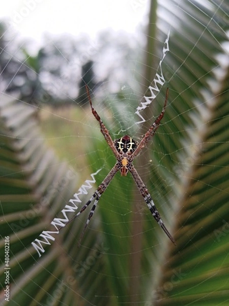 Fototapeta Spider with its neet web