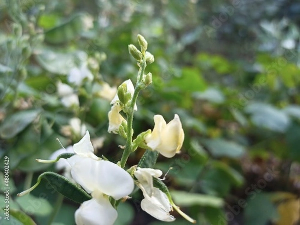 Fototapeta Broad beans in the stage of flower