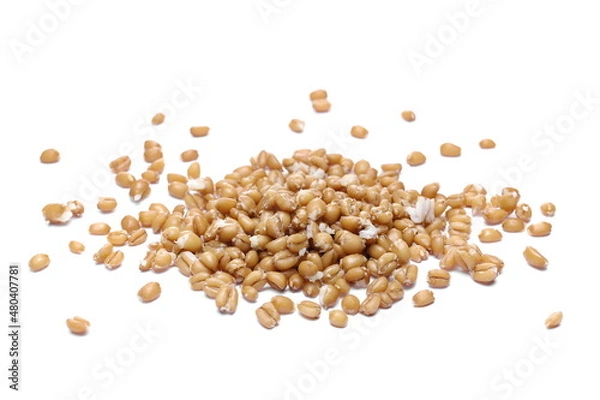 Fototapeta Cooked spelt grain pile isolated on white