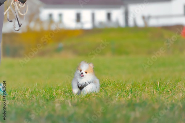 Obraz Happy Pomeranian