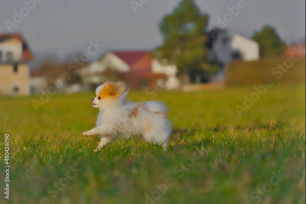 Obraz Happy Pomeranian