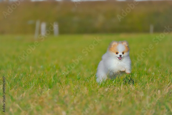 Obraz Happy Pomeranian