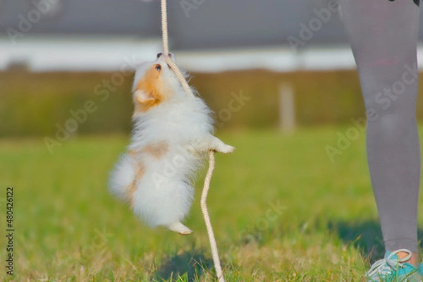 Obraz Happy Pomeranian