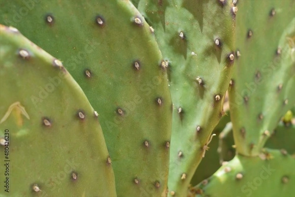 Obraz Cactus Close-up 