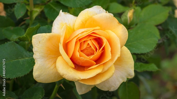 Fototapeta Orange Rose close up