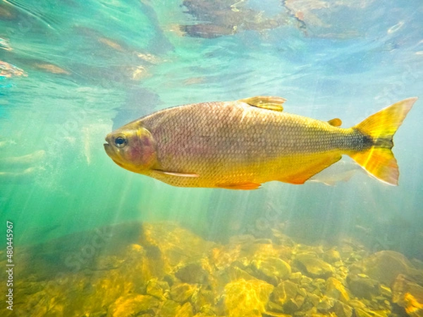 Fototapeta Brycon fish in waterfall river at Nobres, State of Mato Grosso, Brazil