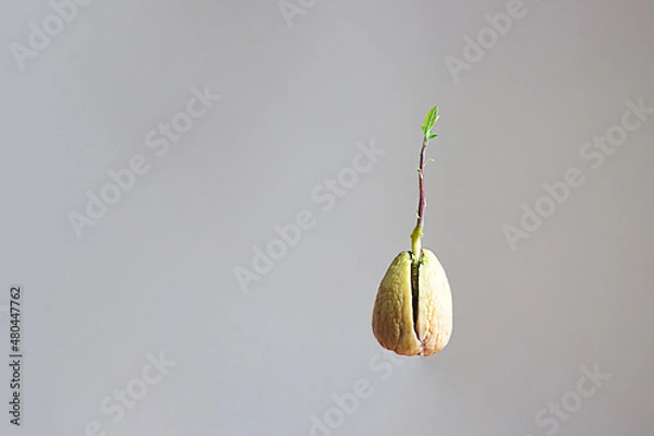 Fototapeta avocado sprout from a stone on a gray background.isolate