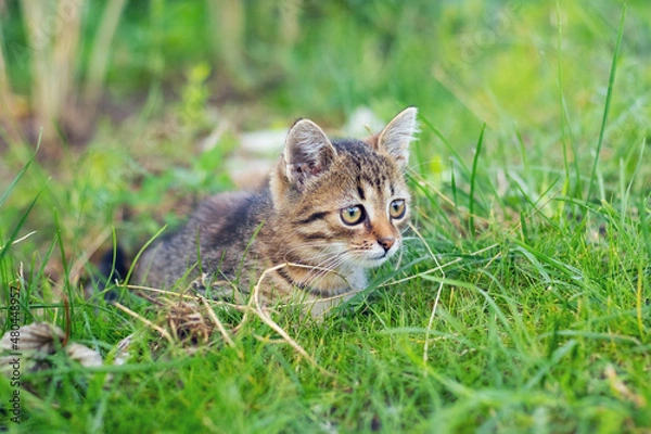 Fototapeta A young striped kitten with an expressive look sits in the tall grass