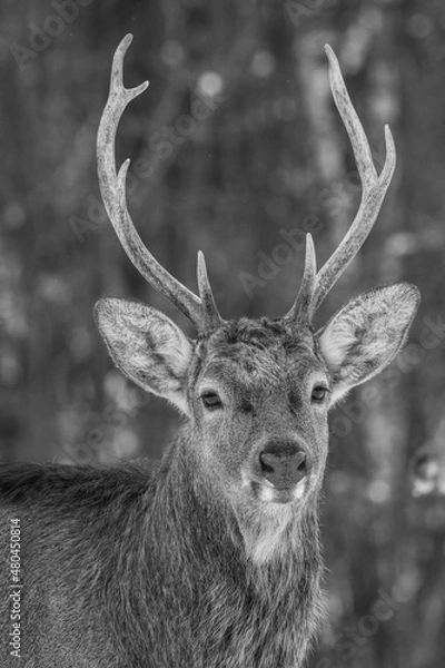 Obraz Wild roe deer in the winter forest in the wild