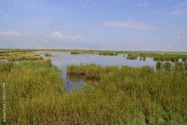 Fototapeta view of the horizon with the bottom of a lake covered with aquatic vegetation such as salt grass