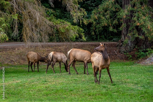 Obraz Elk Grazing Along Roadside in California
