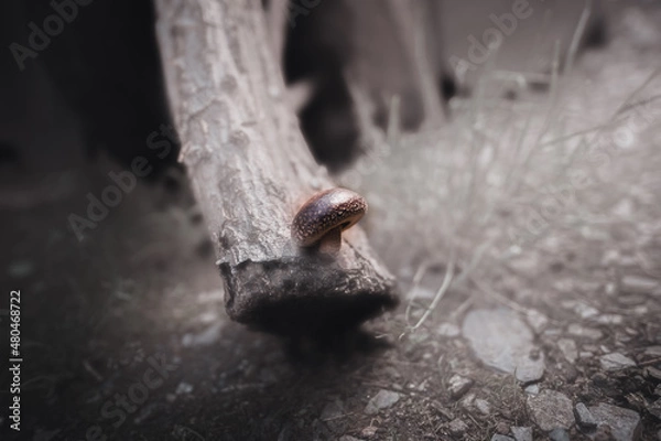 Obraz shitake mushroom on oak