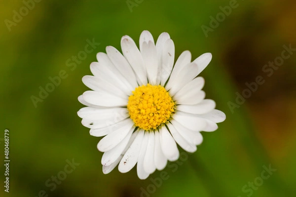 Obraz Daisy closeup