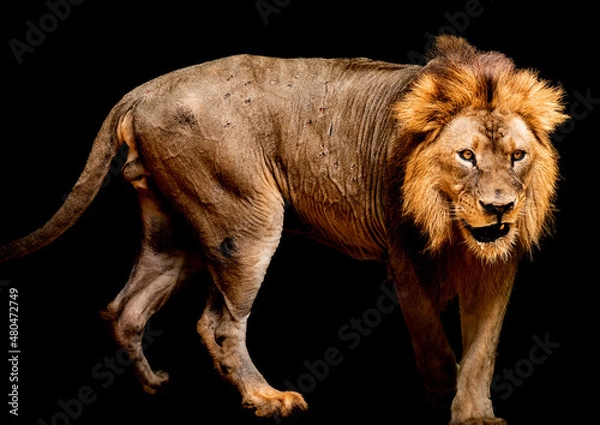 Obraz Lion on the black background.