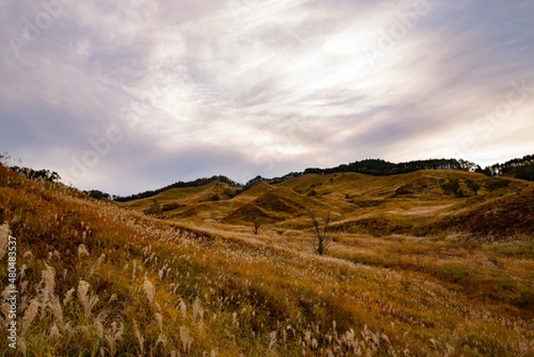 Fototapeta ススキの高原