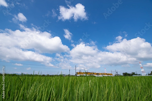 Fototapeta 田んぼと電車