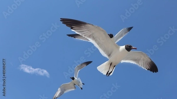 Obraz seagull flying in the sky