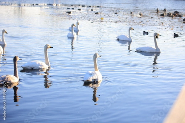 Obraz 池を泳ぐ白鳥の群れ