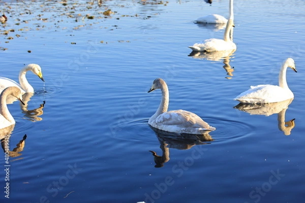Obraz 池を泳ぐ白鳥の群れ