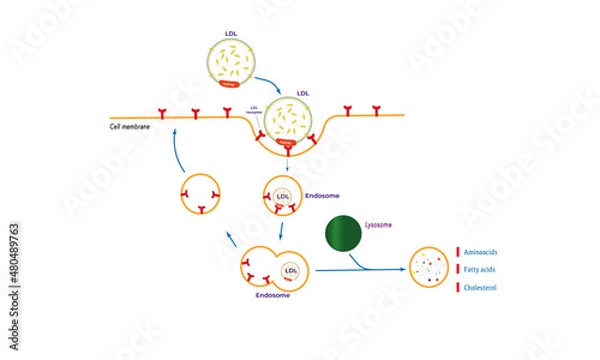Obraz Receptor-mediated endocytosis [Low density lipoprotein]