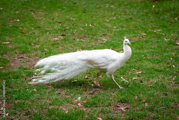 Obraz white peacock in the grass