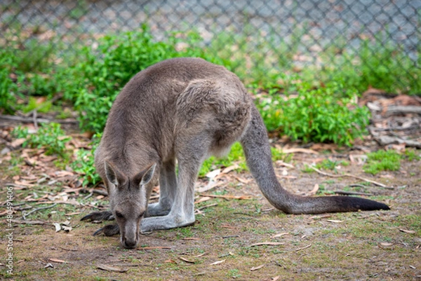 Obraz kangaroo in the park