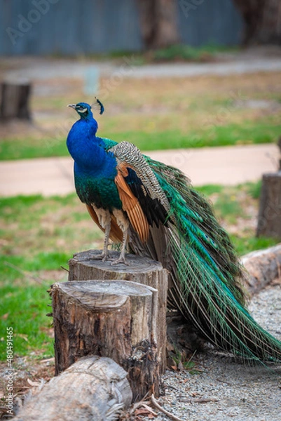 Obraz peacock with feathers