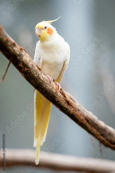 Obraz Cockatiel