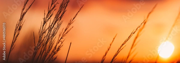 Fototapeta beautiful spring background with buds and the setting sun