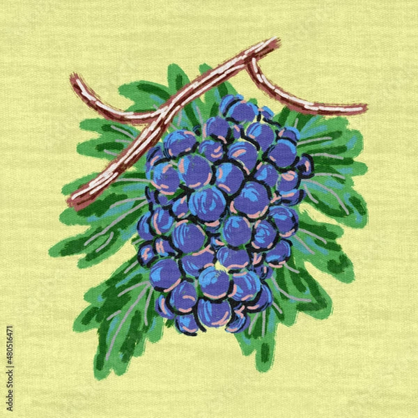 Fototapeta Bunch of ripe dark blue grapes with green leaf hand drawn on canvas illustration