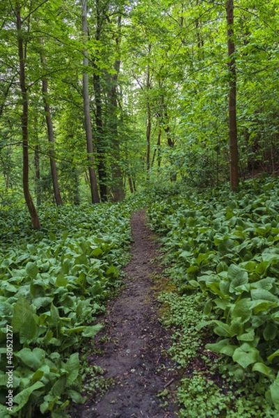 Fototapeta forest footpath with growing forget-me-not