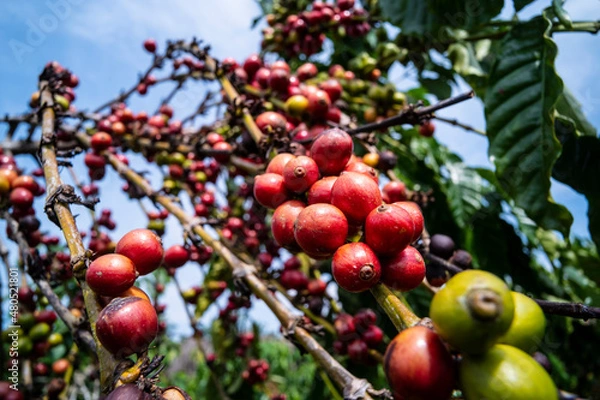 Obraz coffee tree at coffee farm