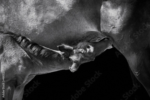 Fototapeta Close-up of a newborn horse foal suckling from mare isolated on black background