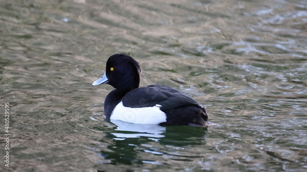 Fototapeta 水面を泳いでいるキンクロハジロの写真