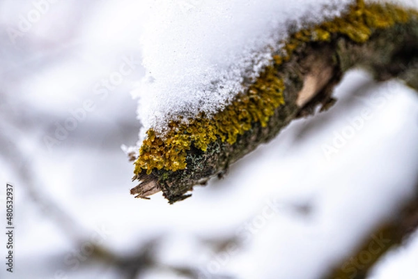Obraz trees in winter