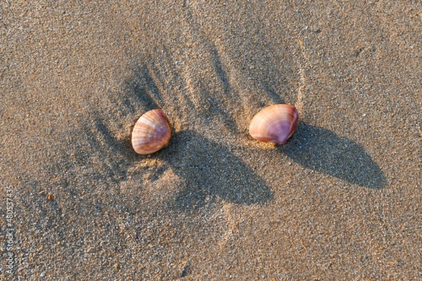 Fototapeta Petits coquillages sous une douce lumière de fin d'après midi laissés sur le sable à marée basse