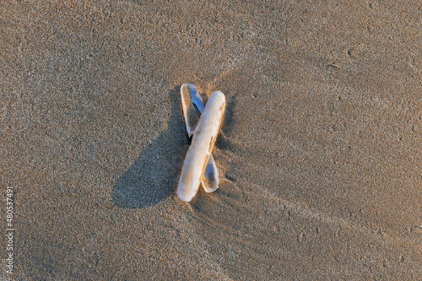 Obraz Coquille de pied de couteau entrecroisée sur le sable à marée basse