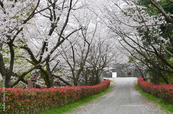 Obraz blossom in spring